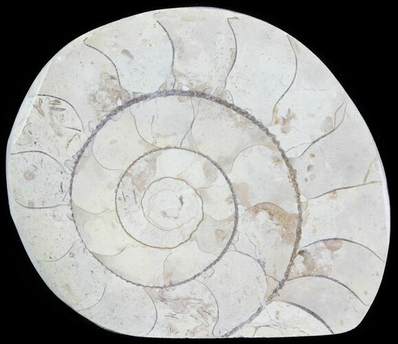 Cut and Polished Lower Jurassic Ammonite - England #62582